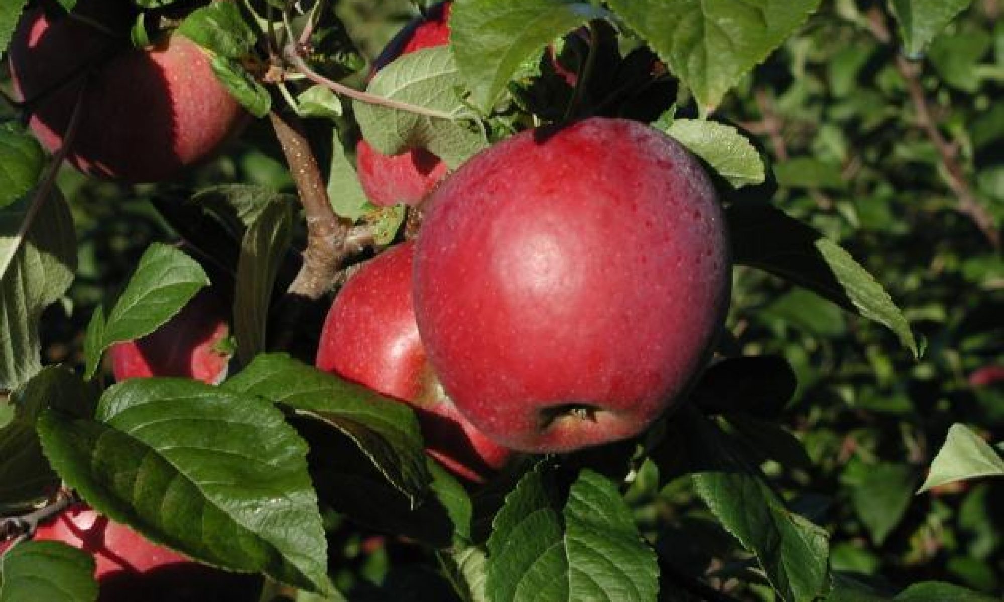 Wiki de la fundación de árboles frutales